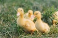 Group little yellow ducklings walk in the tall green grass Royalty Free Stock Photo