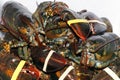 Group of live atlantic lobster in close up, luxury seafood Royalty Free Stock Photo