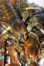 Group of live atlantic lobster in close up, luxury seafood Royalty Free Stock Photo