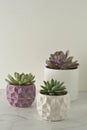 A group of live succulent plants on white, marble table. Copy space