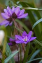 Group of liverwort blossoms anemone hepatica in early spring in alpine valley `FrÃÂ¼hlingstal` in Kaltern, South Tyrol, Italy Royalty Free Stock Photo