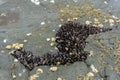 A group of living seashell and barnacles attached to the rock Royalty Free Stock Photo