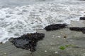 A group of living seashell and barnacles attached to the rock Royalty Free Stock Photo