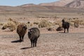 A group of llamas alpaca grazing in the highlands in the beautiful landscape of the Andes Mountains - Bolivia