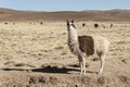 A group of llamas alpaca grazing in the highlands in the beautiful landscape of the Andes Mountains - Bolivia