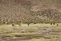 Group of llamas grazing