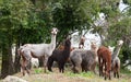 A group of llamas in the middle of a field Royalty Free Stock Photo