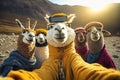 Group of llamas taking a selfie in the highlands of Bolivia