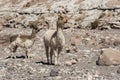 Group of llamas towards the Rainbow Valley Valle Arcoiris, in the Atacama Desert in Chile.