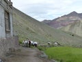 Group of loaded mules in the valley of Markha in Ladakh, India.