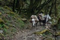 Group of loaded mules with baskets on the back walking by trail in the forest