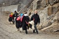 Yak Ride beside Changu Lake Royalty Free Stock Photo