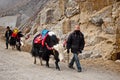 Yak Ride beside Changu Lake Royalty Free Stock Photo