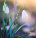 Group of Loddon lilly flower, leucojum aestivum, first spring plant