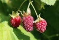 Loganberries