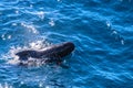 Long-Finned Pilot Whales in the Southern Atlantic Ocean Royalty Free Stock Photo