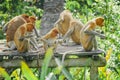 Proboscis Monkey or Nasalis larvatus Royalty Free Stock Photo