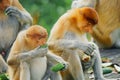 Proboscis Monkey or Nasalis larvatus Royalty Free Stock Photo