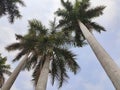 Group of long palm trees in Indian park