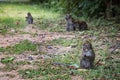 Group of Long-tailed macaque monkeys in the wild, taken on Langkawi island, Malaysia