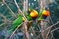 A group of lorikeets in a bush. Lorikeet, also called Lori for short