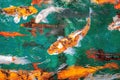 A lot of Fancy Carp or or Koi fish orange or gold color, swimming in the pond that water wave. Royalty Free Stock Photo