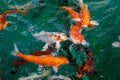 A lot of Fancy Carp or or Koi fish orange or gold color, swimming in the pond that water wave. Royalty Free Stock Photo