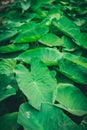 Group of lotus leaves in the valley Royalty Free Stock Photo