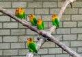 Group of lovebirds close together on a branch, tropical and colorful dwarf parrots from Africa