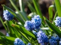 Group of lovely, compact china-blue grape hyacinths Muscari azureum with long, bell-shaped flowers in early spring Royalty Free Stock Photo