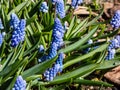 Group of lovely, compact china-blue grape hyacinths Muscari azureum with long, bell-shaped flowers and green leaves flowering in Royalty Free Stock Photo