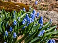 Group of lovely, compact china-blue grape hyacinths Muscari azureum with long, bell-shaped flowers and green leaves flowering in Royalty Free Stock Photo