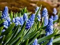 Group of lovely, compact china-blue grape hyacinths Muscari azureum with long, bell-shaped flowers and green leaves flowering in Royalty Free Stock Photo