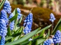 Group of lovely, compact china-blue grape hyacinths Muscari azureum with long, bell-shaped flowers and green leaves flowering in Royalty Free Stock Photo