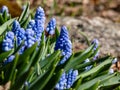 Group of lovely, compact china-blue grape hyacinths Muscari azureum with long, bell-shaped flowers and green leaves flowering in Royalty Free Stock Photo