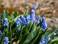 Group of lovely, compact china-blue grape hyacinths Muscari azureum with long, bell-shaped flowers and green leaves flowering in Royalty Free Stock Photo