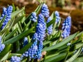 Group of lovely, compact china-blue grape hyacinths Muscari azureum with long, bell-shaped flowers and green leaves flowering in Royalty Free Stock Photo