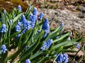 Group of lovely, compact china-blue grape hyacinths Muscari azureum with long, bell-shaped flowers and green leaves flowering in Royalty Free Stock Photo