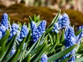 Group of lovely, compact china-blue grape hyacinths (Muscari azureum) with long, bell-shaped flowers and green leaves Royalty Free Stock Photo