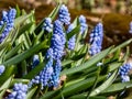 Group of compact blue grape hyacinths (Muscari azureum) with long, bell-shaped flowers and green leaves flowering in Royalty Free Stock Photo