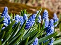 Group of lovely, compact china-blue grape hyacinths (Muscari azureum) with long, bell-shaped flowers Royalty Free Stock Photo