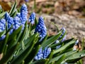 Group of lovely, compact china-blue grape hyacinths (Muscari azureum) with long, bell-shaped flowers and green leaves Royalty Free Stock Photo