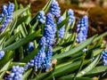 Group of china-blue grape hyacinths (Muscari azureum) with long, bell-shaped flowers and green leaves flowering Royalty Free Stock Photo