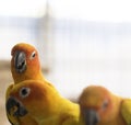 Group of lovely sun conure parrots bird Royalty Free Stock Photo