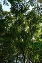 Large bushy trees with fully matured leaves during summer in Trent Park, Uk