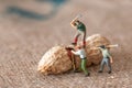 Group of lumbermen trying to open a peanut Royalty Free Stock Photo