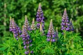 Group of purple lupin flowers Royalty Free Stock Photo