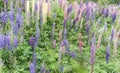 Background of lupines in norway Royalty Free Stock Photo