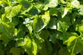 Group of lush green ivy leaves illuminated by the sun as a background Royalty Free Stock Photo