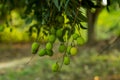 The group of lychee or Litchi and the family of Nepheleae